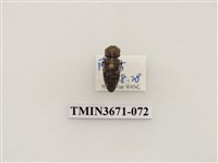 藏品(叩頭蟲(2))的圖片